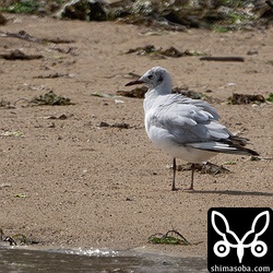 河口にユリカモメが1羽。冬羽から夏羽へ換羽中の成鳥。
