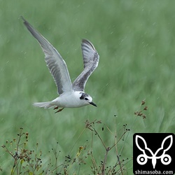 クロハラアジサシ冬羽。