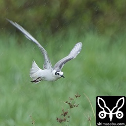 別個体のハジロクロハラアジサシ。ほぼ冬羽ですがわずかに夏羽ものぞいています。