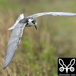 上と同個体。夏羽に移行中で群れの中で換羽がもっとも進んでいました。