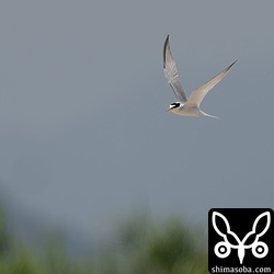 巣の上に駐車された車両の上を飛び回るコアジサシ。
