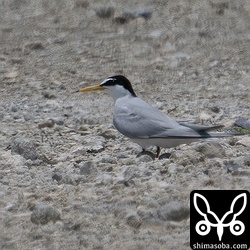 抱卵中のコアジサシ。腹の下に卵が二つ見えます。