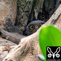 何年か前から毎年、繁殖しているアオバズク。巣が浅いようで毎回、こんな感じで抱卵しています。