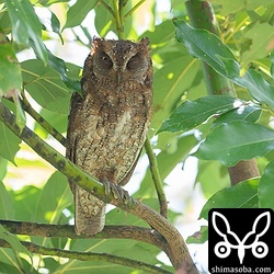 巣を見張るリュウキュウコノハズクのオス。