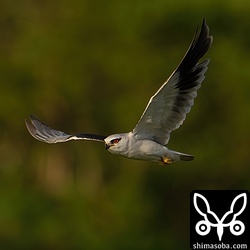 石垣島でカタグロトビがこの距離でこの高さを飛んでくれるポイントはなかなかないですね。