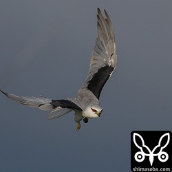 方向転換した瞬間のカタグロトビ。かっこいいですねー。