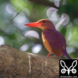 こちらの個体も警戒心はかなり弱いようでした。