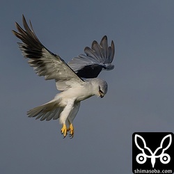 ホバリングしながら獲物を探していました。