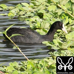 オオバンが1羽だけ残っています。このまま、石垣島で夏を過ごすのでしょうか。