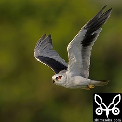 初列風切の換羽の様子がよく見えます。