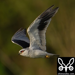 目の前を悠然と横切って行きました。