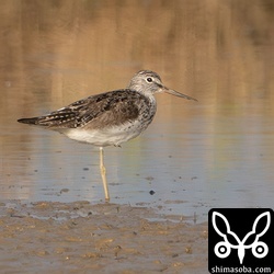 くちばしが欠損しているように見えるアオアシシギ。元気もないようでした。羽もぼろぼろで状態がよくないのかもしれません。