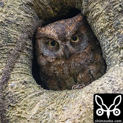 巣穴からリュウキュウコノハズクが顔を覗かせていました。一昨年、撮影しているメスと同個体と思われます。