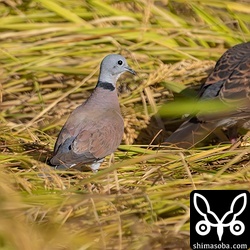 ベニバトのオス。第1回夏羽かな。