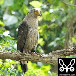 公園のカンムリワシ。娘も喜んで見ていました。^^