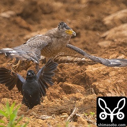 サトウキビの夏植えの準備で天地返ししている圃場でオオヒキガエルを捕まえたカンムリワシ。