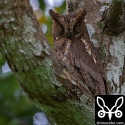 上記とは別のポイントのリュウキュウコノハズク。こちらはオス個体。