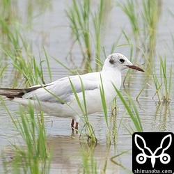 田んぼのユリカモメ。第2回冬羽。