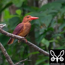 近所のアカショウビン。作業道路で餌探し。