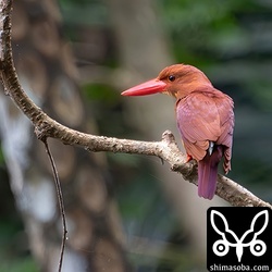 林道のアカショウビン。メスの姿は確認できていませんが、個体数が多いエリアなのでペアにはなっていると思われます。