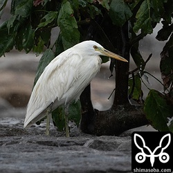 クロサギ白色型の成鳥。