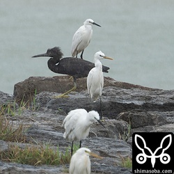 奥からコサギ、クロサギ黒色型、カラシラサギ、コサギ、クロサギ白色型が並ぶという奇跡の一枚が撮れました。^^