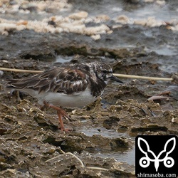 キョウジョシギは10羽ほど。
