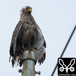 電柱で羽を乾かすカンムリワシ。記号は読めませんが、右足に緑の標識を付けているのと縄張りからして「悠々」と思われます。