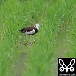 滞在3日目となるレンカク。天気が悪くて長逗留になるのかもしれません。