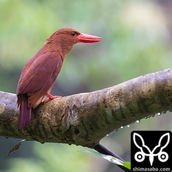 遠くから聞こえるアカショウビンの鳴き声に反応して鳴き返していました。