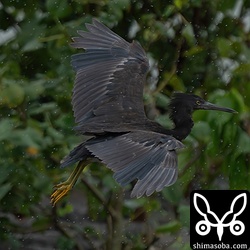 クロサギ幼鳥。