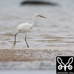 潮が満ちて近くに寄ってきました。