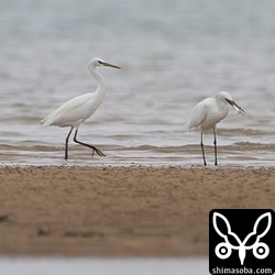 カラシラサギは2羽に増量。ボラの幼魚を捕まえていました。