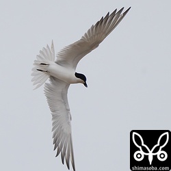 カニを見つけると身を翻して急降下します。