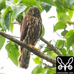 目立つ場所で営巣しているので少し心配なアオバズク。