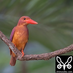 別個体のオス。