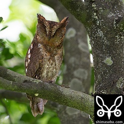 同じ営巣木で数年連続で繁殖中のリュウキュウコノハズク。このオス個体は赤みが強くて美しいです。