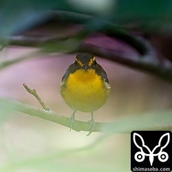 上と同個体。地上から1メートル以下の低い位置を移動しながらよくさえずっていました。