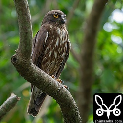 巣を見張るアオバズクのオス。人通りの多い場所ですが、人間には反応なし。