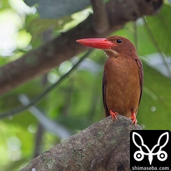 こちらも別個体のオス。ペアにはなっていますが、巣穴掘りはまだです。小さな緑地的なところにいるので、いい場所が見つからないのでしょうか?