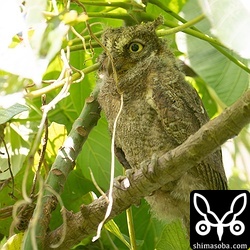 上の家族とは別ポイントのリュウキュウコノハズクも巣立ち。一番子は、6月27日の夜に出たようです。