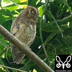 上のヒナのオス親。