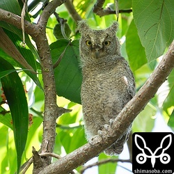 6月24日の夜に巣立ったリュウキュウコノハズクのヒナ。巣立ち3日目。