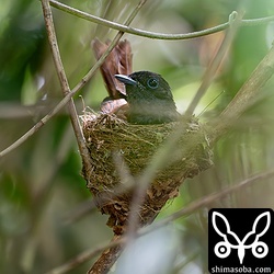メス親はたまに巣に座っていました。