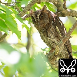 上の2羽のヒナのオス親。