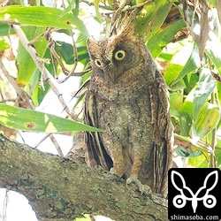 同じくメス親。