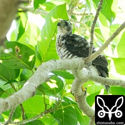 こちらは次男。おっかなびっくり枝渡りしていました。