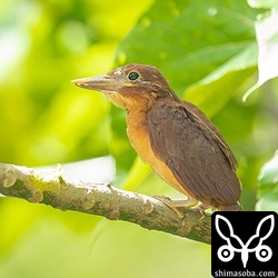 アカショウビンの今季最初の巣立ちはマンゴー農園でした。