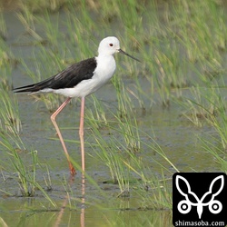 セイタカシギのオス夏羽。