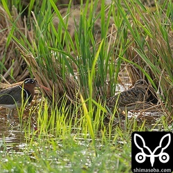 タマシギのメス(左)とオス。